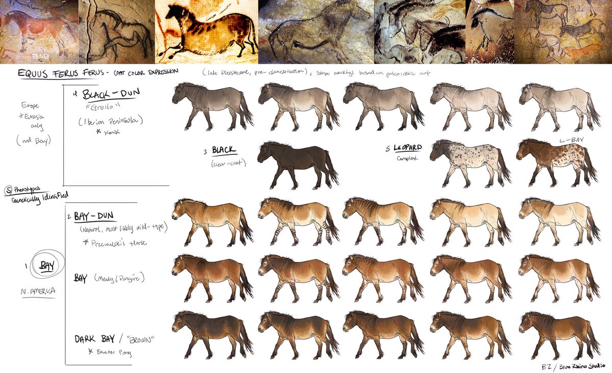 Horse Coat Color Chart