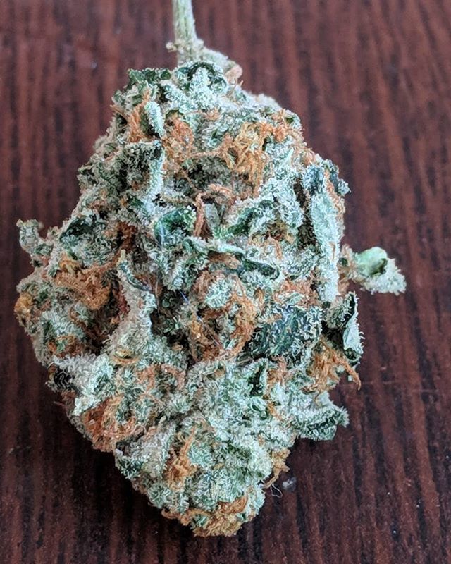 TooHighShow's tweet photo. Couldn't be more impressed with these #animalcookies
.
.
.
#fireweed #topshelf #topshelflife #truequads #quadsonly #aaaa #crazyweed #insaneweed #craziestweed #terps #terpy #thc #frosty #nugporn #weedporn #thousanddollarsmoke #weedstagram #yeg710 #yeg420 … https://t.co/OMckXBKXmA https://t.co/SJGezXhGFq