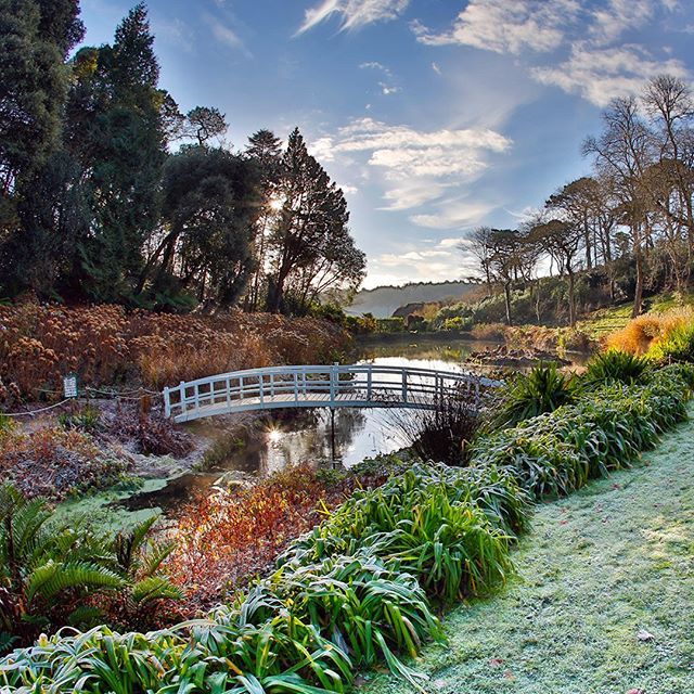 Trebah Garden, Cornwall. The conditions at this unique spot have allowed the creation of a subtropical garden, with something unusual to see no matter what the season – even their ferns, for example, are truly spectacular. - - -
Photo by David Chapman / … bit.ly/2URikfo