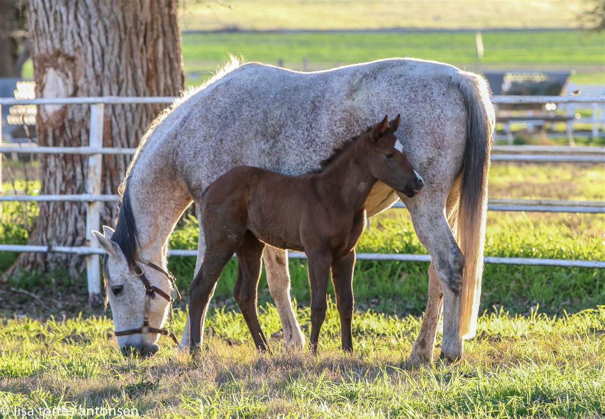 ' This is how I feel about Mondays Vol. 4'  #hfhd #harrisranch #harrisfarms #OTTB #thoroughbred #thoroughbredfarm #horseracing #horses #foals #thoroughbredfoals