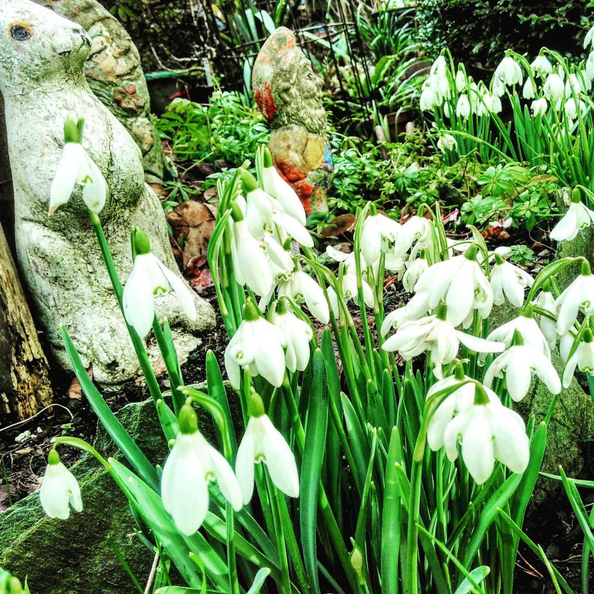 BudGardenCentre's tweet photo. #inmygardentoday
It's a bit of a mess, truth be told, but yeah, snowdrops and hellebores look mint... https://t.co/3q58KUIhNK