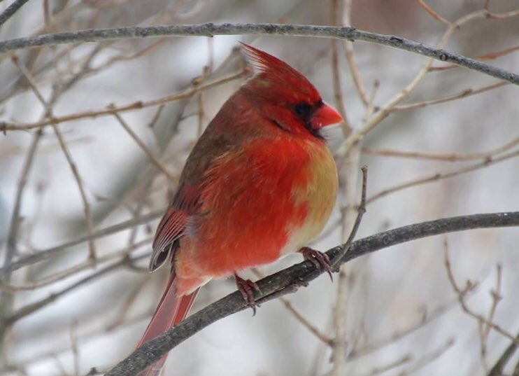 FILE UNDER: 
NEVER BE AFRAID TO SHOW YOUR TRUE COLORS 

A Rare Bird Indeed; A Cardinal That’s Half Female, Half Male! 💛🧡💚💙💜❤️
#BornThisWay #HatchedNormal #ILoveScience #LGBTQCardinal #AmazingCreatures #GenderFluid

*Sunday’s NYT science/trilobites section