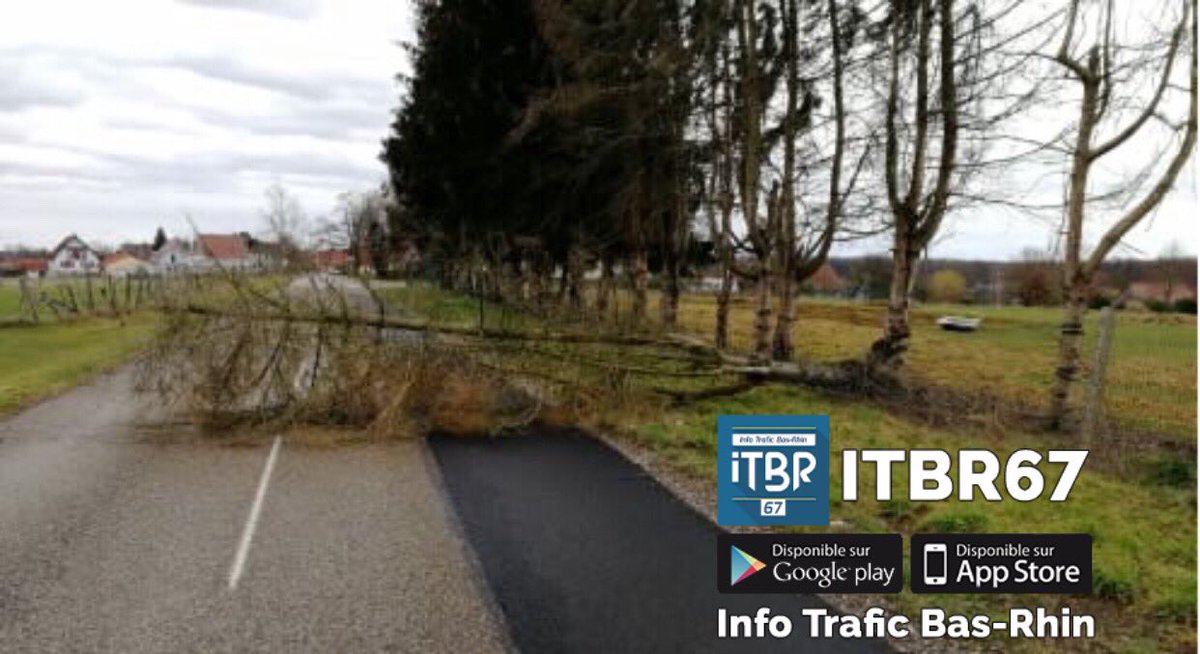 ITA6768's tweet photo. Entre #Durrenbach et #Walbourg. Arbre couché sur la chaussée, passage difficile. Prudence #meteo67 @sdis67 https://t.co/JDa6VpDTGT