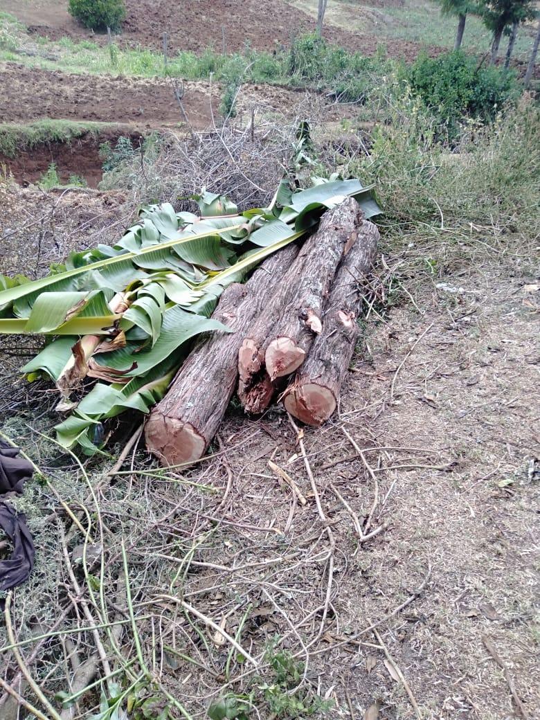 KFS wishes to inform the public that logs which were illegally logged at Muringato Forest Station,South Laikipia forest block, have been recovered through multi-agency collaboration.16 logs were recovered last week,later 26 cedar posts were recovered.The culprits are being sought