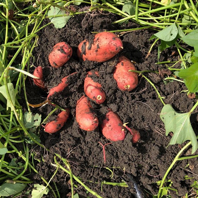 Almost sweet potato harvest time again! #freshproduce #vegetables #farming #sweetpotato