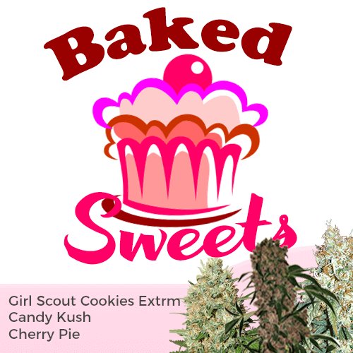cana_kush's tweet image. “This mixpack contains 5 or 10 of each from these strains:

Girl Scout Cookies Extreme feminized
Cherry Pie feminized
Candy Kush feminized” buff.ly/2DgHSPm #canakush #Mixpacks #CannabisEuropa #cannabisUSA