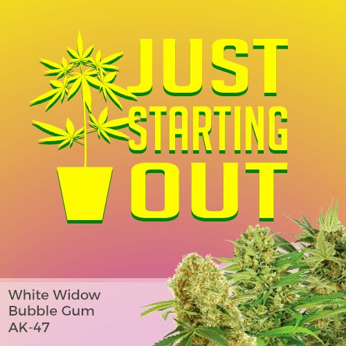cana_kush's tweet image. “This mixpack contains 5 or 10 of each from these strains:

White Widow feminized
AK-47 feminized
Bubble Gum feminized”
buff.ly/2DgHSPm #canakush #Mixpacks #CannabisEuropa #cannabisUSA