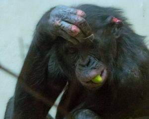 walesape's tweet photo. BREAKING NEWS! The German Zoo is playing dirty putting out press releases &amp; leaflets saying we know nothing about monkeys &amp; apes. I believe that is LIBEL. We are not the ones with animals injured &amp; bullied. https://t.co/ge7KiCWqOs