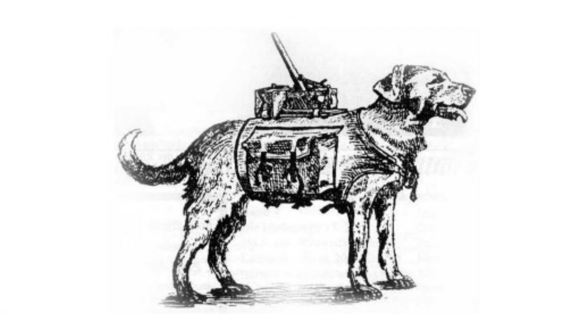 Собака подрывник в годы вов. Какую породу собак использовали в качестве подрывников. Какую породу собак использовали в качестве подрывников. Макс фильм про собаку 2015. Какую породу собак использовали в качестве подрывников.