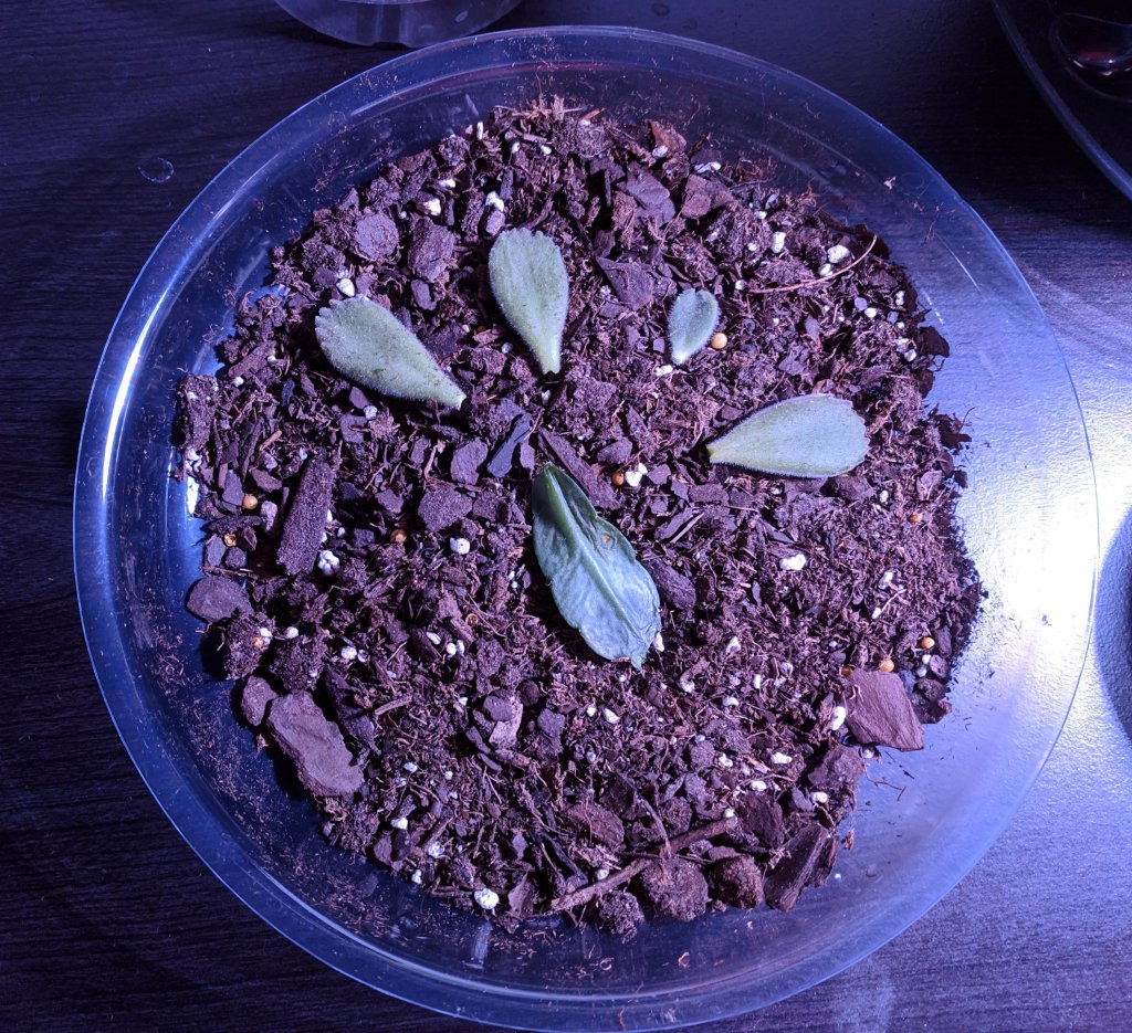 reverse_will's tweet image. More succulent stuff | Personal groveshc.com/2019/02/10/mor…