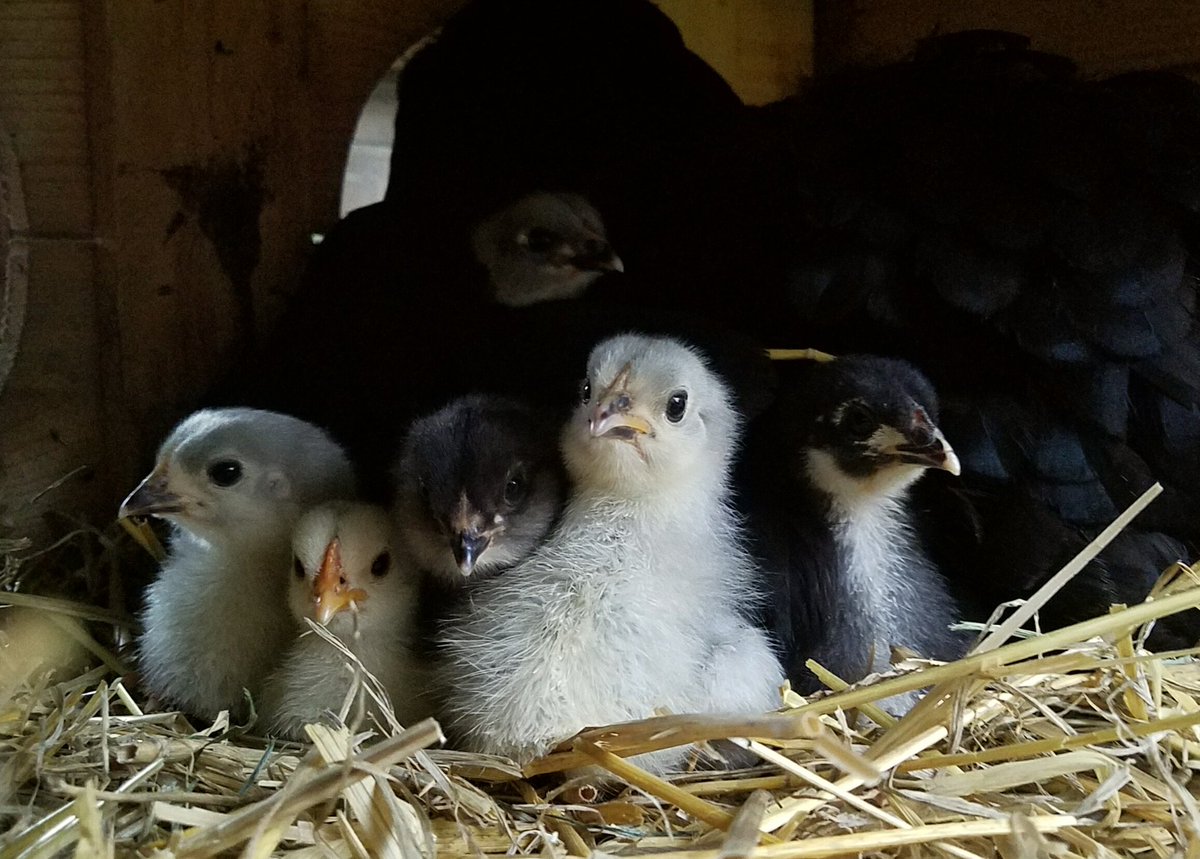 FreshEggsDaily's tweet photo. Its kind of amazing that my chicks grow up to lead such long healthy lives considering I keep reading how oatmeal, natural supplements and feather dusters are all going to kill them... #oatmealgate #chicks #sarcasm #orisitirony https://t.co/ZIterh6UHA
