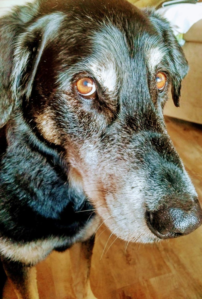 Wandering Dog INN tweet media