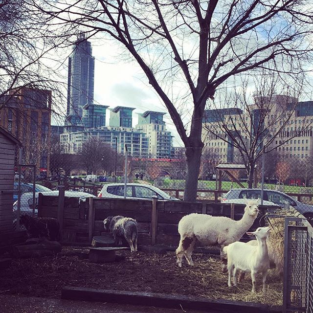 #urbanwildlife #vauxhaulcityfarm #alpacasofinstagram #sundayouting bit.ly/2GiPku0