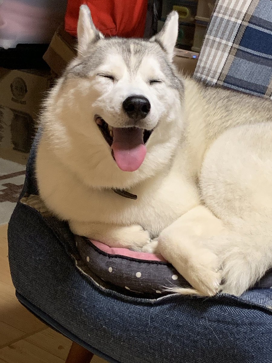 しゃるむ tweet media