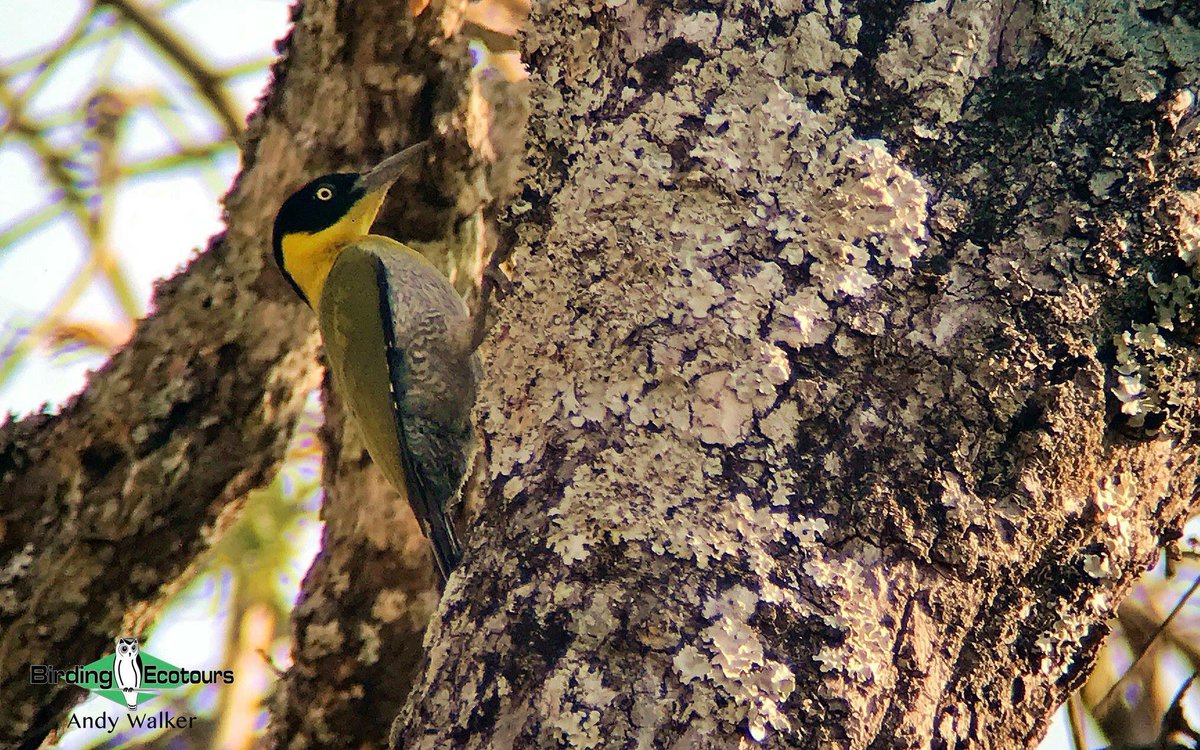 AWBirder's tweet photo. #properbird Black-headed Woodpecker gave some great views this afternoon in Northern Thailand. I managed a quick phone-scoped shot.  #birding @BirdingEcotours @orientbirdclub #woodpecker https://t.co/yQoWq7fl7X