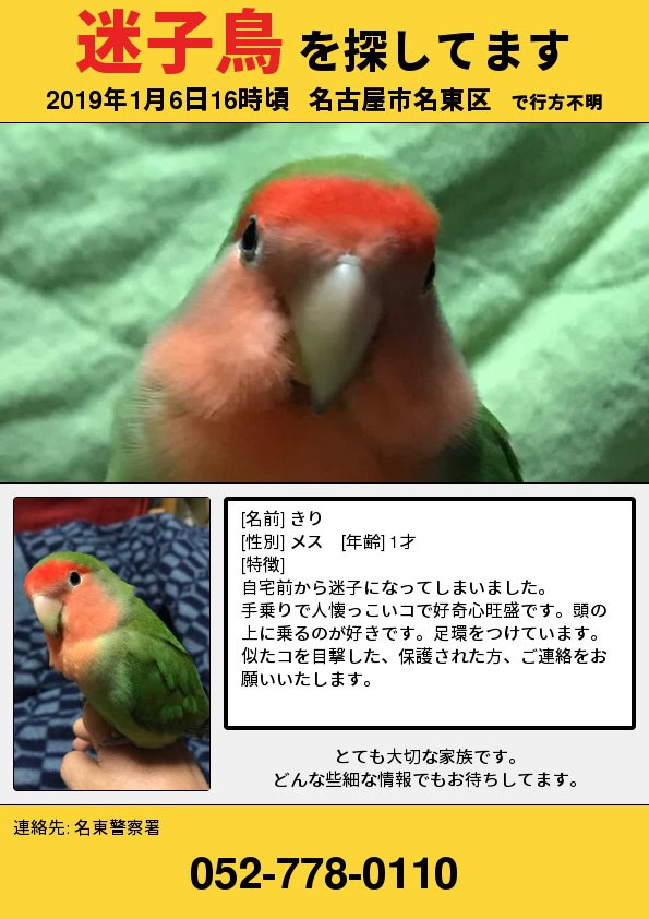 트위터의 彬 名古屋でコザクラインコ探してます 님 今日で5週間経ちました 掃除をしていると出てくるきりの羽 この羽のように手がかりがあればいいのに Snsをされない方への拡散をお願いいたします 情報を広く求めています コザクラインコ 迷い鳥 迷子