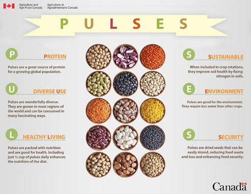 AAFC_Canada's tweet photo. Today is #WorldPulseDay! #DYK slow cooking pulses in a salty solution helps to enhance nutrients? https://t.co/lSAphKpz3S https://t.co/c5k83U8Fcc