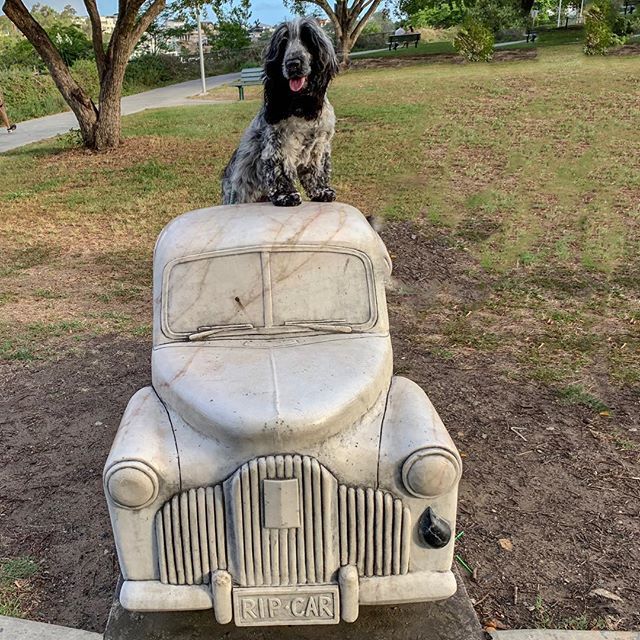 JamesonCocker's tweet photo. Pulled up to Linda’s job like “Get in loser, we’re going shopping”!
.
.
.
.
.
.
.
#jamesonthecocker #dogsofbark #weratedogs #barkhappy #puppylove #boopmynose #ilovedogs #cockerfever #cockerdream #ellenratemydog
#teamkaptainkenny #blueroancocker #english… https://t.co/Ty8U56BPwW https://t.co/G74Dzu8g1F