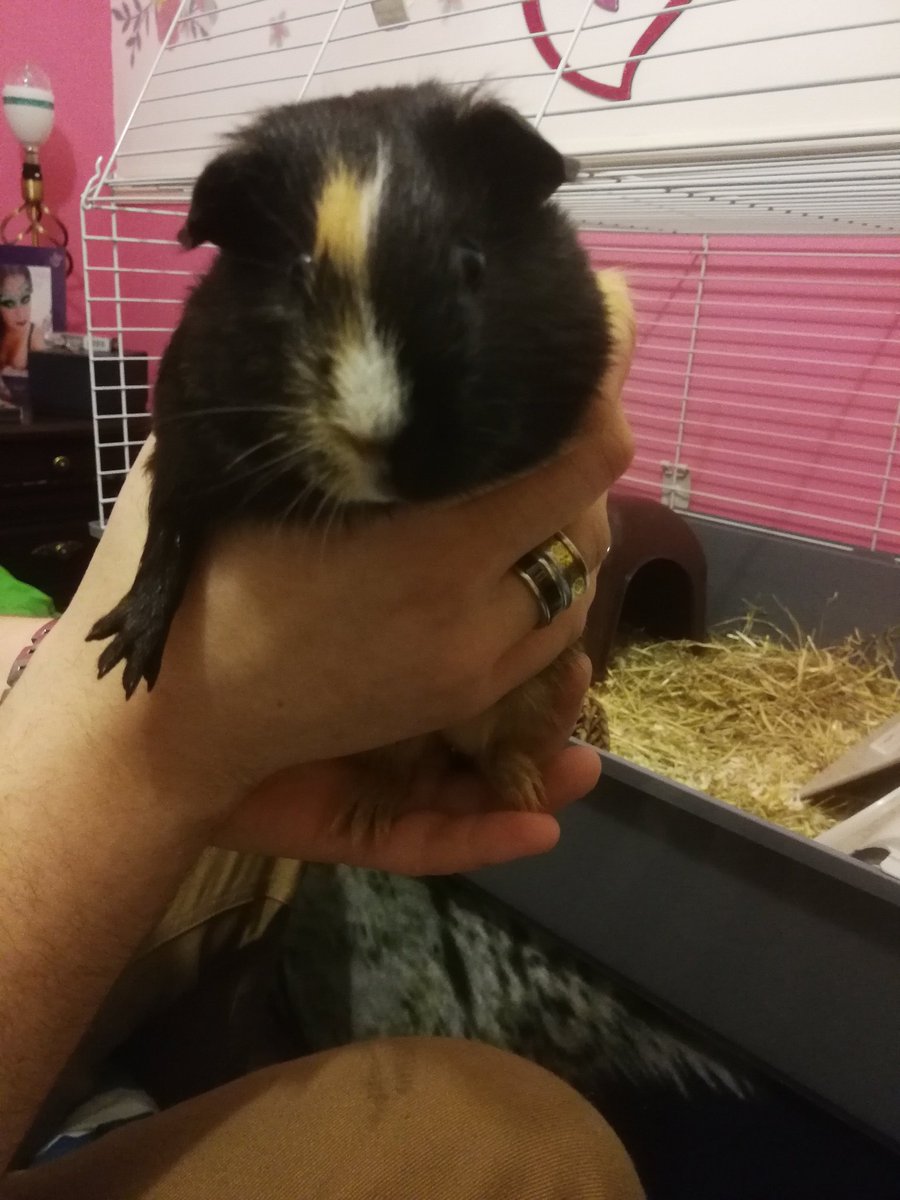 oficialdjhyper1's tweet photo. Here is Arthur (On my lap) and John (In my hand) #RedDeadRedemption @rclark98 @Tooda @CaliEMoore @MsAlexMcKenna https://t.co/HEVwcp5Slq