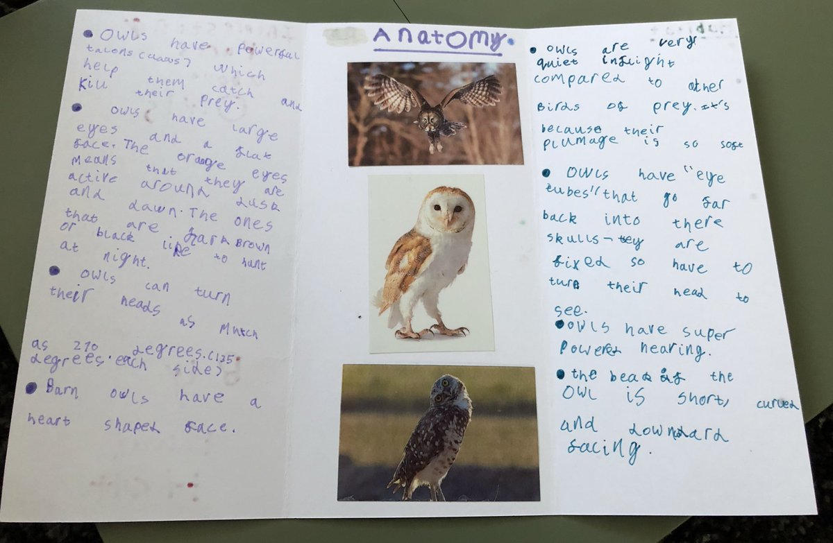 @HMillSchool EH home learning making a leaflet about Owls 🦉. He remembered a lot from class #usinggoogle #factsforkids