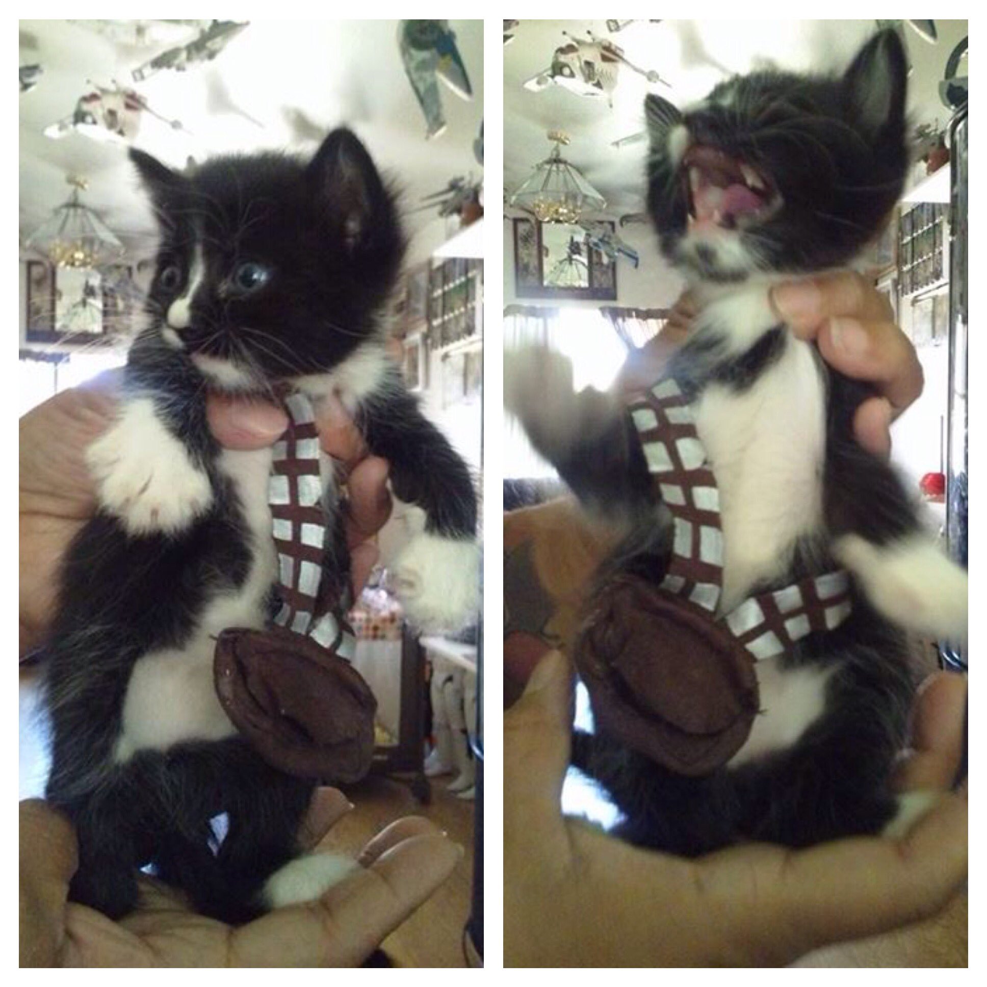 Chewbacca Cat