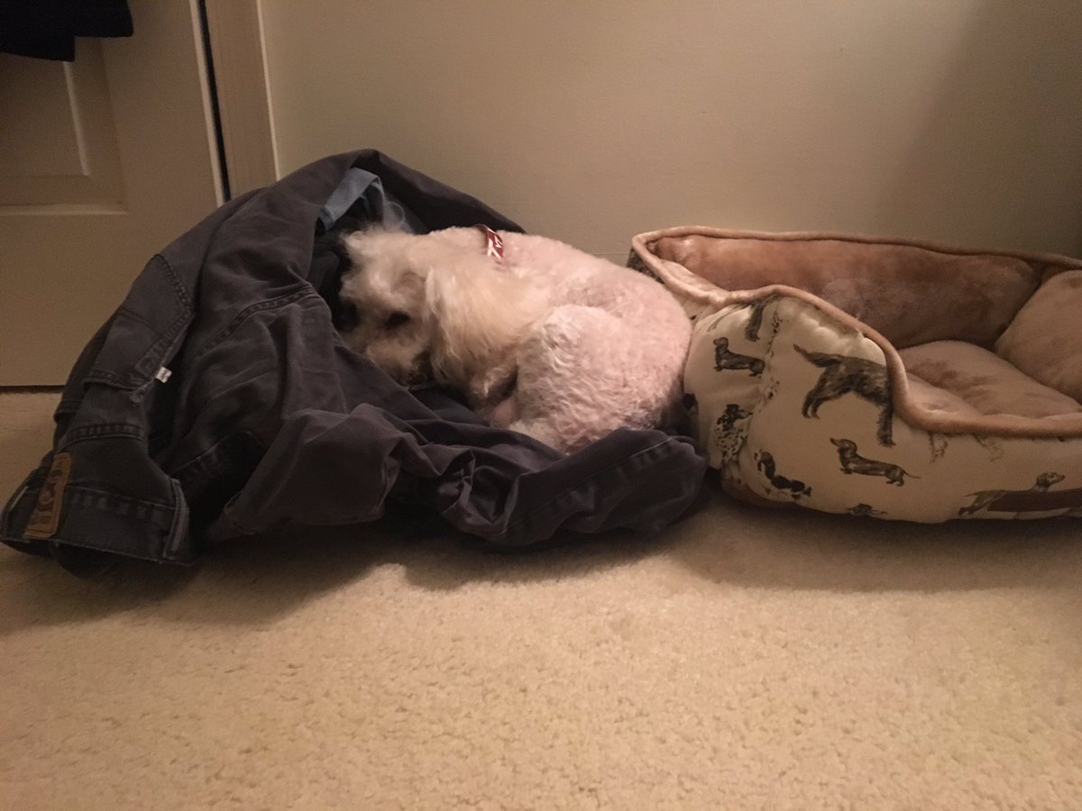 ChewyChewinsky's tweet photo. Laundry bed. So much better than the bed bed. #laundryday #SundayFunday #poodlesoftwitter #DogsOfTwitter #minipoo https://t.co/dUIYBNxg4x