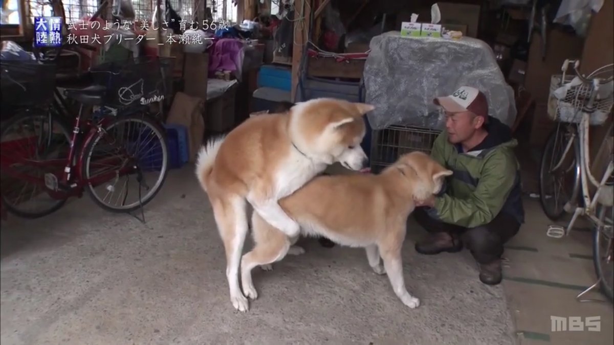 情熱大陸で 秋田犬 が話題に トレンドアットtv