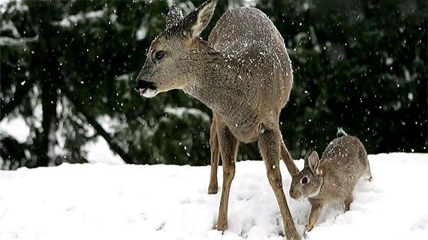 hsucompost's tweet photo. #Gardening doesn't stop, even in winter. It is too late now but next fall consider putting stakes in around shrubs or trees to prevent the nibbling done by deer and rabbits.
.
.
There are animal repellents on the market that work during any season #Bobbex #EnvironmentallyFriendly https://t.co/xkd0LMbZcv