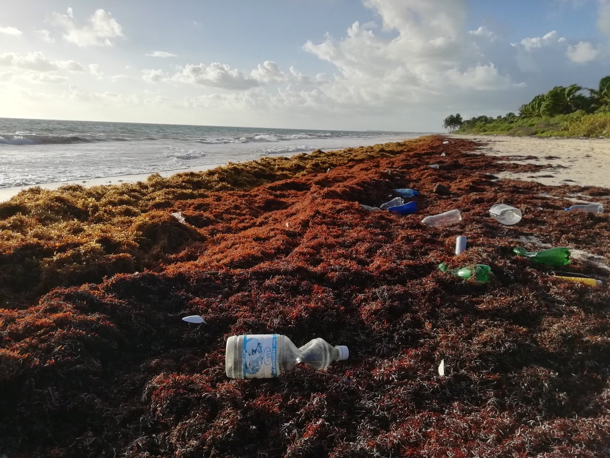 Sargasses, déchets plastiques...
Un exemple des conséquences de l'activité humaine qui condamne des écosystèmes tel que la réserve de #SianKaan, à disparaître. Navrant.
#pollution
<a href="/ProtectTheOcean/">Stop Ocean Pollution</a>
<a href="/Siankaantours/">Visit Sian Ka'an</a>