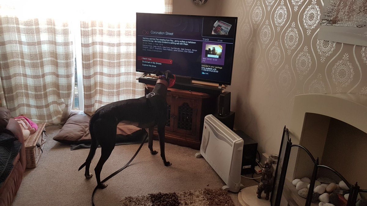 DuntonGreyhound's tweet photo. Our lovely Brienne went off to her forever home yesterday. Here are some photos of her happily settling into her new home. https://t.co/bhjFlCZcdS