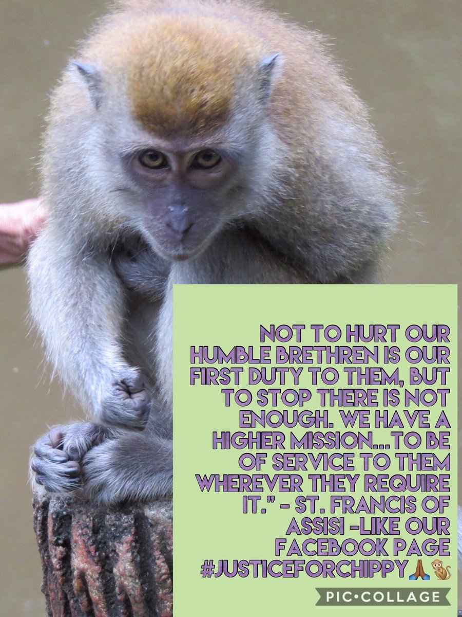 chitayat_PO's tweet photo. @AnimalAid 🙏🏾help ✍🏼 and share to save poor Bili bonobo ape 💔🙈🙉🙊from being euthanised because of poor wildlife management. 🆘🚫Wuppertal zoo from euthanizing Bili  #Animalrights #CaptivityKills Laws Matter 🙈🐒 https://t.co/AZ3GRj9Mhb https://t.co/0Vix8D7dpr