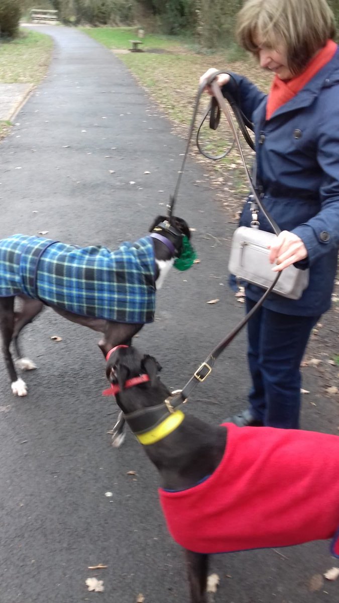 DuntonGreyhound's tweet photo. Kennel dogs Pedro and Racer enjoying the finer things in life, with a lovely walk in the local Park then treats at the cafe afterwards!  Thanks to volunteers Brenda and Karen. https://t.co/GzA4qA9ipR