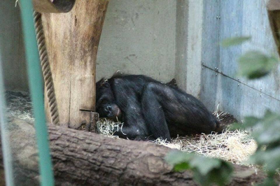 chitayat_PO's tweet photo. @Protect_Wldlife 🙏🏾help ✍🏼 and share to save poor Bili bonobo ape 💔🙈🙉🙊from being euthanised because of poor wildlife management. 🆘🚫Wuppertal zoo from euthanizing Bili  #Animalrights #CaptivityKills Laws Matter 🙈🐒 https://t.co/AZ3GRj9Mhb https://t.co/rtkq1cqXHZ