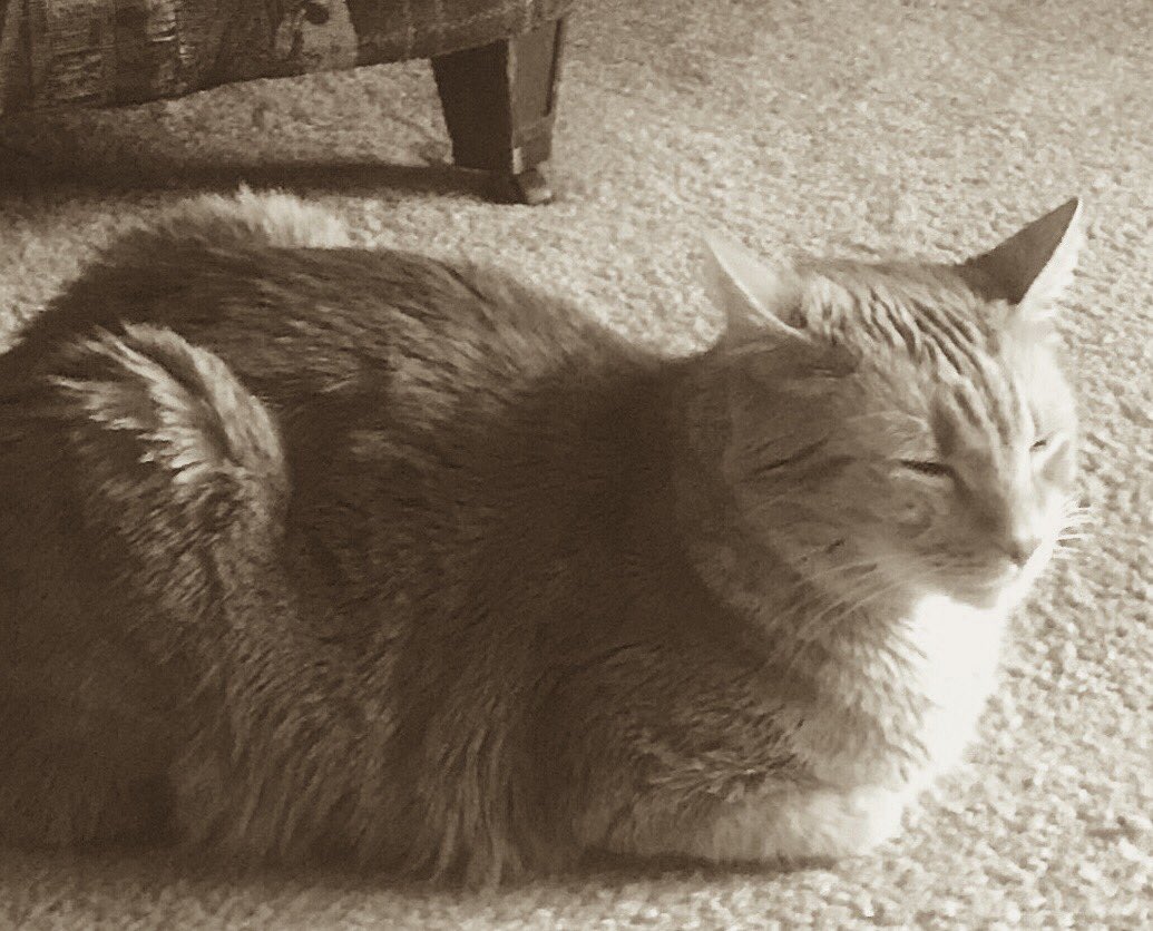 G Berry (@gregalanberry) on Twitter photo <a href="/joebonsall/">Joe Bonsall</a> , your Godson <a href="/BarneyMighty/">The Mighty Barney</a> is being a little lazy on this rainy Sunday morning here in H’ville !!! <a href="/joebonsall/">Joe Bonsall</a> , your Godson <a href="/BarneyMighty/">The Mighty Barney</a> is being a little lazy on this rainy Sunday morning here in H’ville !!!