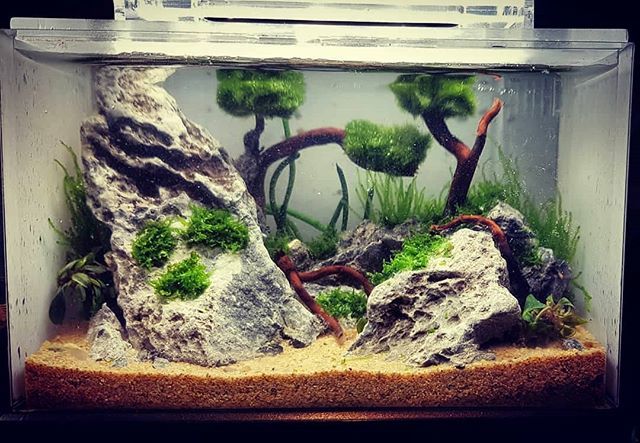 Mini Complete Tank Mini Aquarium On Twitter Endless