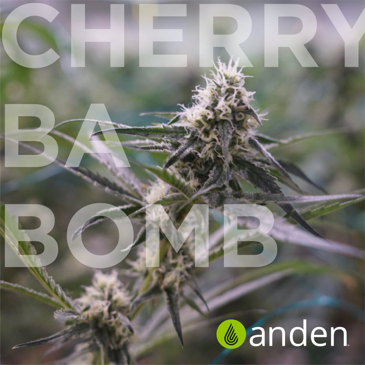 AndenPro's tweet photo. Strain: Cherry Bomb
#anden #andendehumidifier #indoorgrow #indoorgrowing #growers #cannabis #cannabisbusiness #cannabisbusinesstimes #cannabusiness #cannabisindustry #cannabisjobs #builtforgrow #cannabiscommunity https://t.co/4vDZK9l8xp