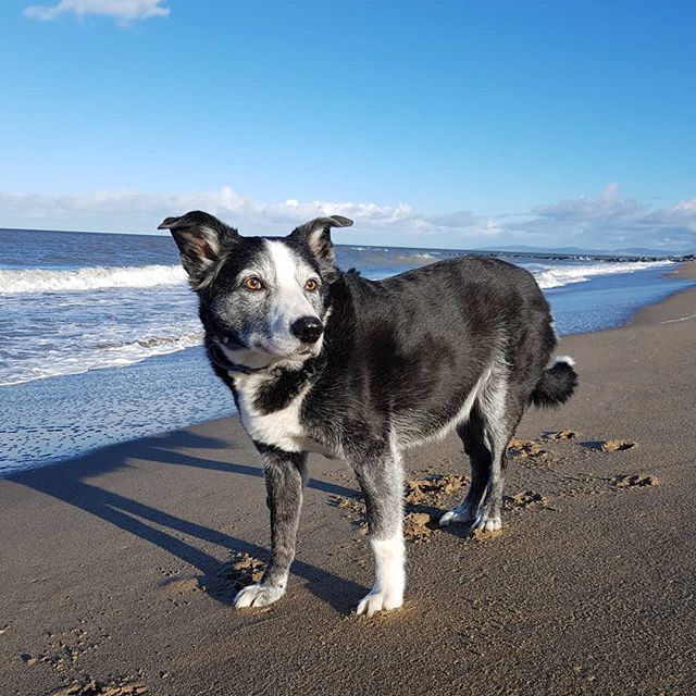 LifeAsACollie's tweet photo. This is a great find, beach even when the tide is in #AlwaysBeach #HapoyDog #Freddyadventures #Beachdog #BorderCollie https://t.co/qdyHyWcBla