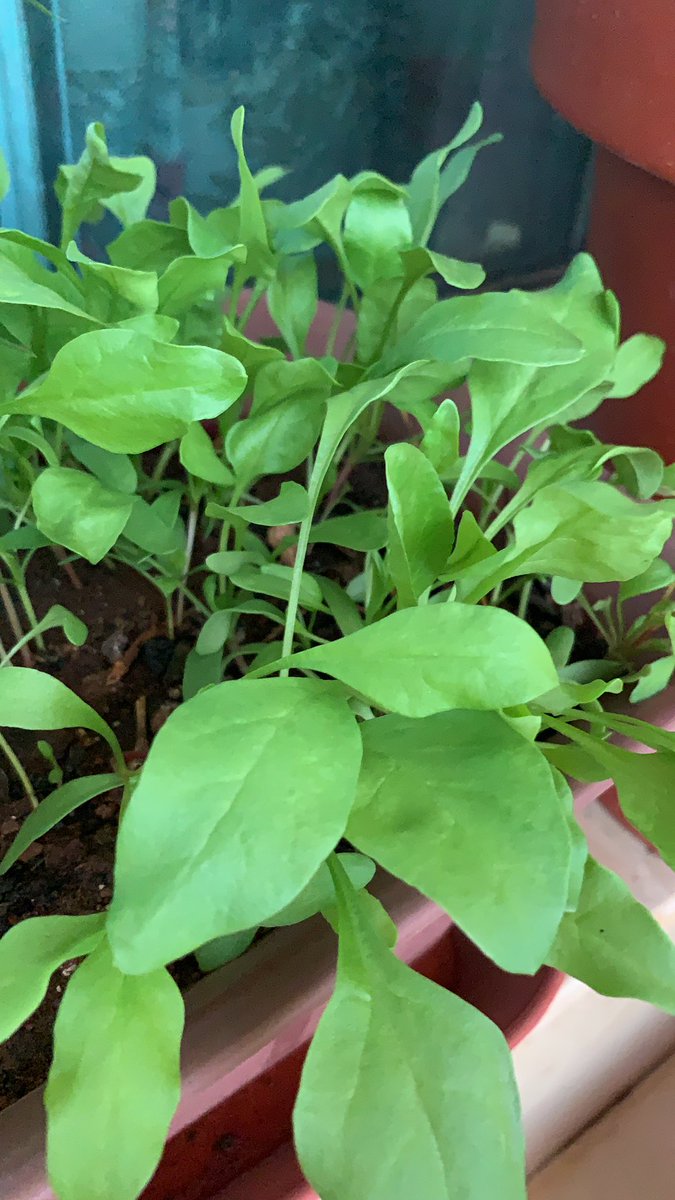 Spinach grows away 😀 #happyme