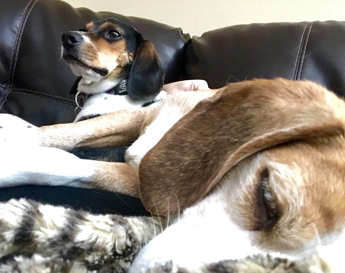 Sunday with <a href="/LibsTheBeagle/">Libs (Libby Beagle)</a>