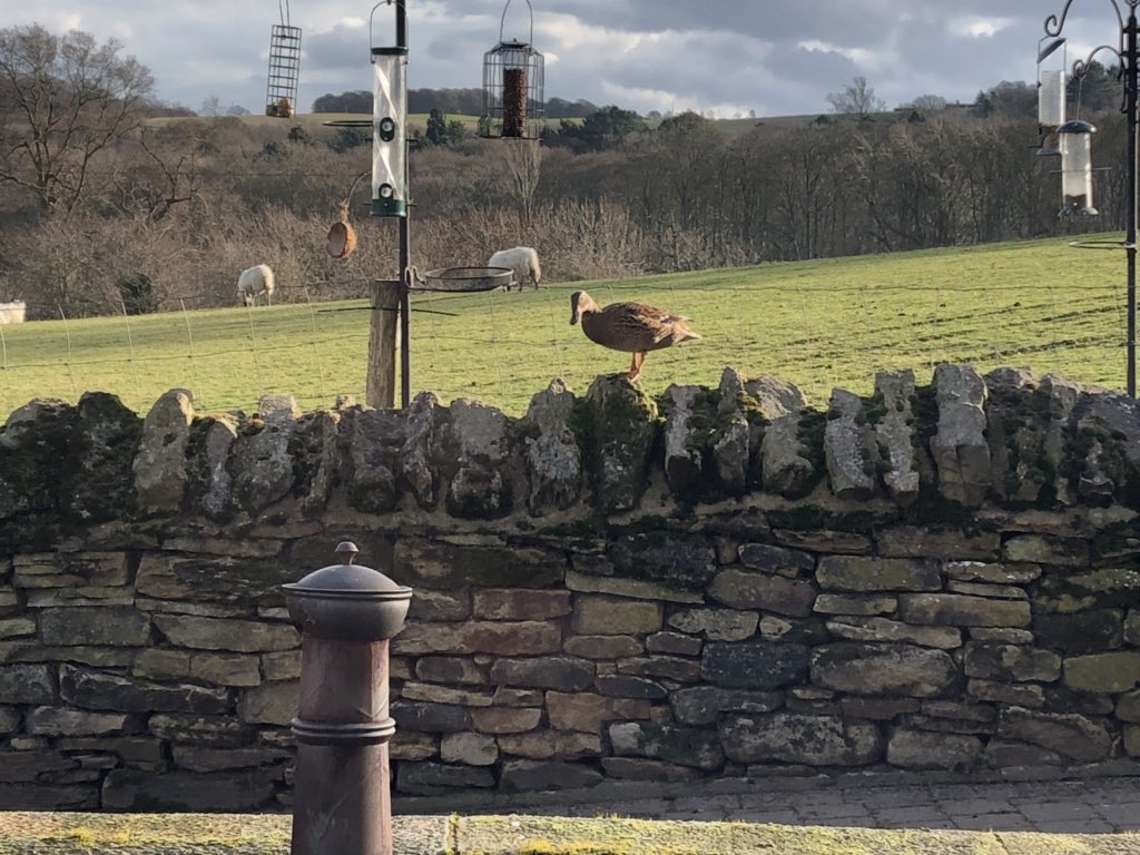 WhitcherWild's tweet image. Ducks, not your normal garden feeder visitors. #duck #ducks #gardenbirds #birdfeeder #birds