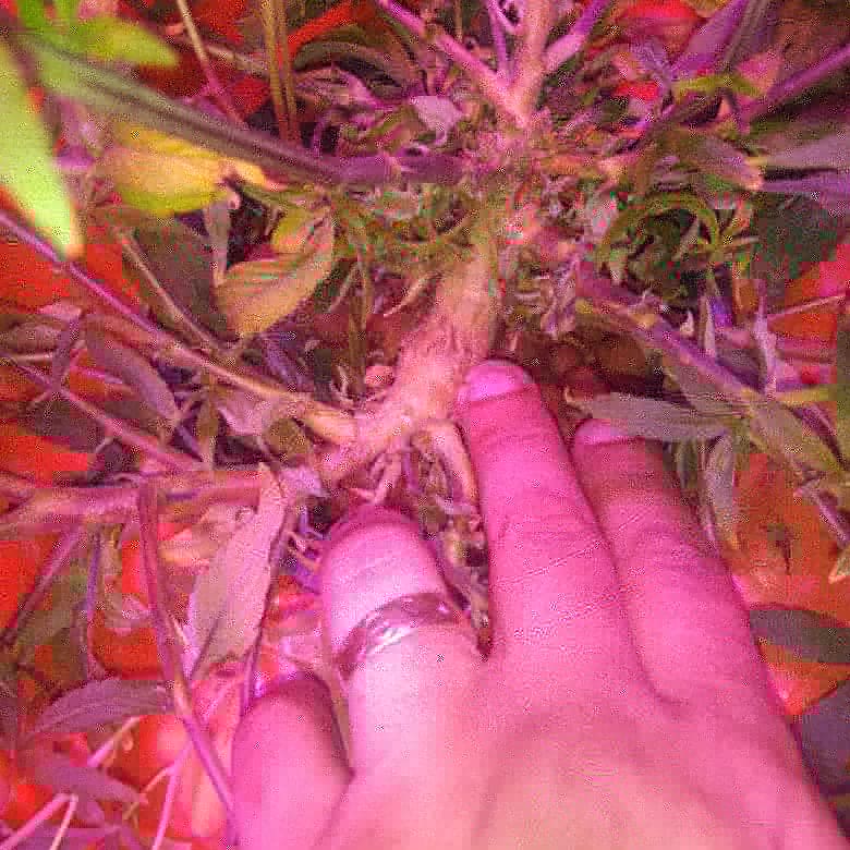 Edwin61440995's tweet photo. #Growyourown https://t.co/gU7YYVIuxj