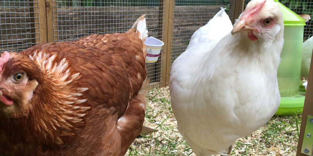 New blog post!

The dos and don'ts of keeping backyard chickens - dld.bz/hptNQ 

#chickens #gardenchickens #backyardchickens #garden #pets