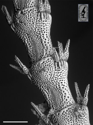 AMS_Micros's tweet image. This lovely scanning electron micrograph shows a close-up of the arm of an undescribed species of brittle star (Echinodermata, Ophiuroidea). Do you have a favorite SEM image? #SEMSundays

Scale bar, 200 µm. Credit: Tania Pineda-Enriquez, a 2015 winner of the #Buchsbaum Prize!