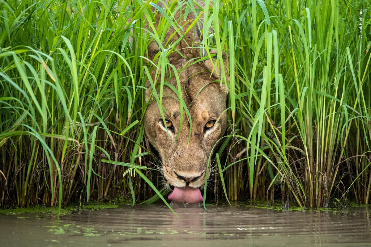 victoriavisitor's tweet photo. The Wildlife Photographer of the Year exhibit is returning to the @RoyalBCMuseum from February 15 - March 24 for its 54th year! Find more information here> 
 https://t.co/Nve20WXEn7

Image by Isak Pretorius - Wildlife Photographer of the Year https://t.co/MEnkPa8Vs1