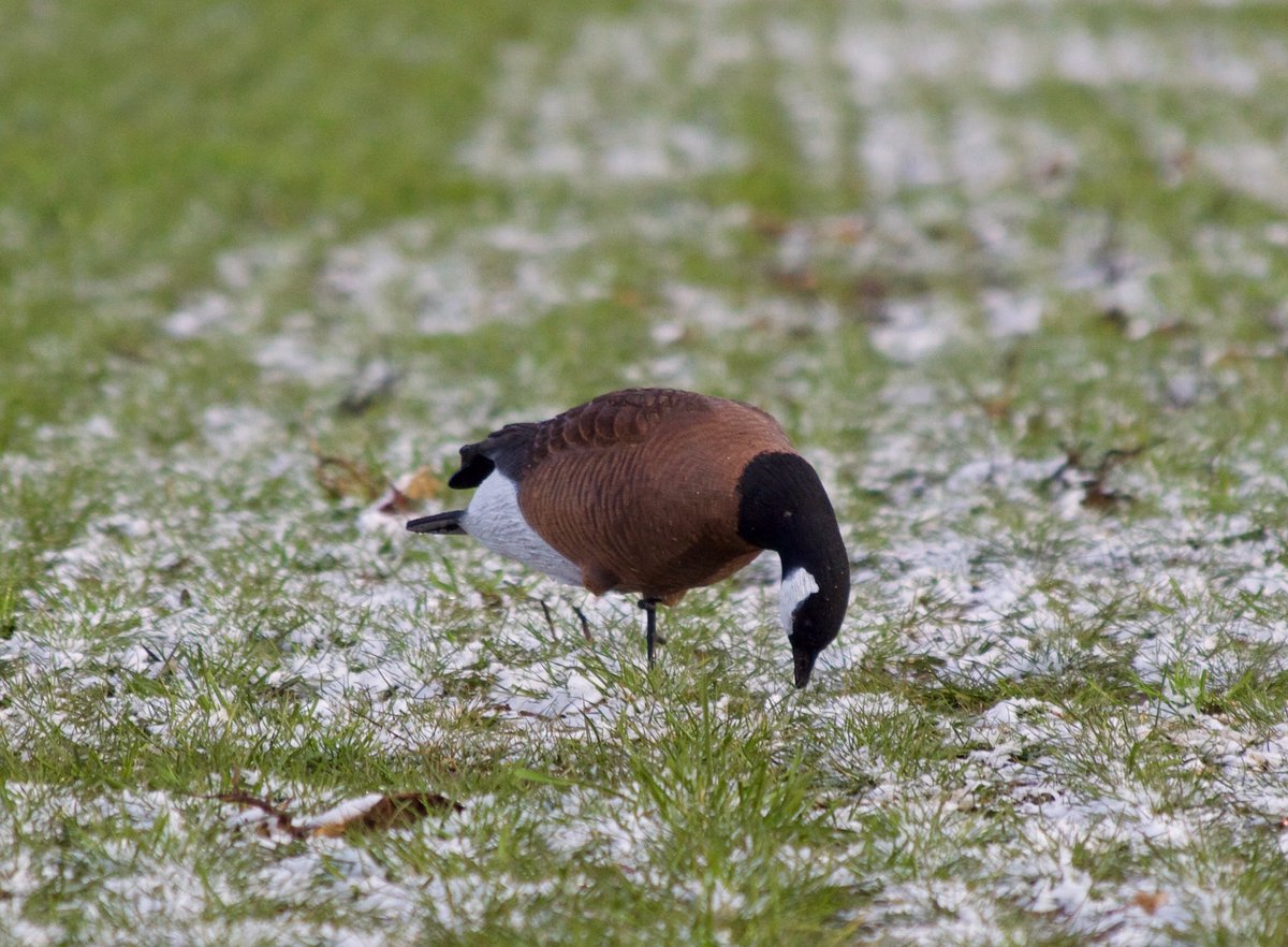 Got out for some field testing of our new Cackler goose decoys! #goosehunting #goosedecoy #cacklers #Canadageese #cacklinggeese #hunting #decoys #pacificflyway #waterfowl