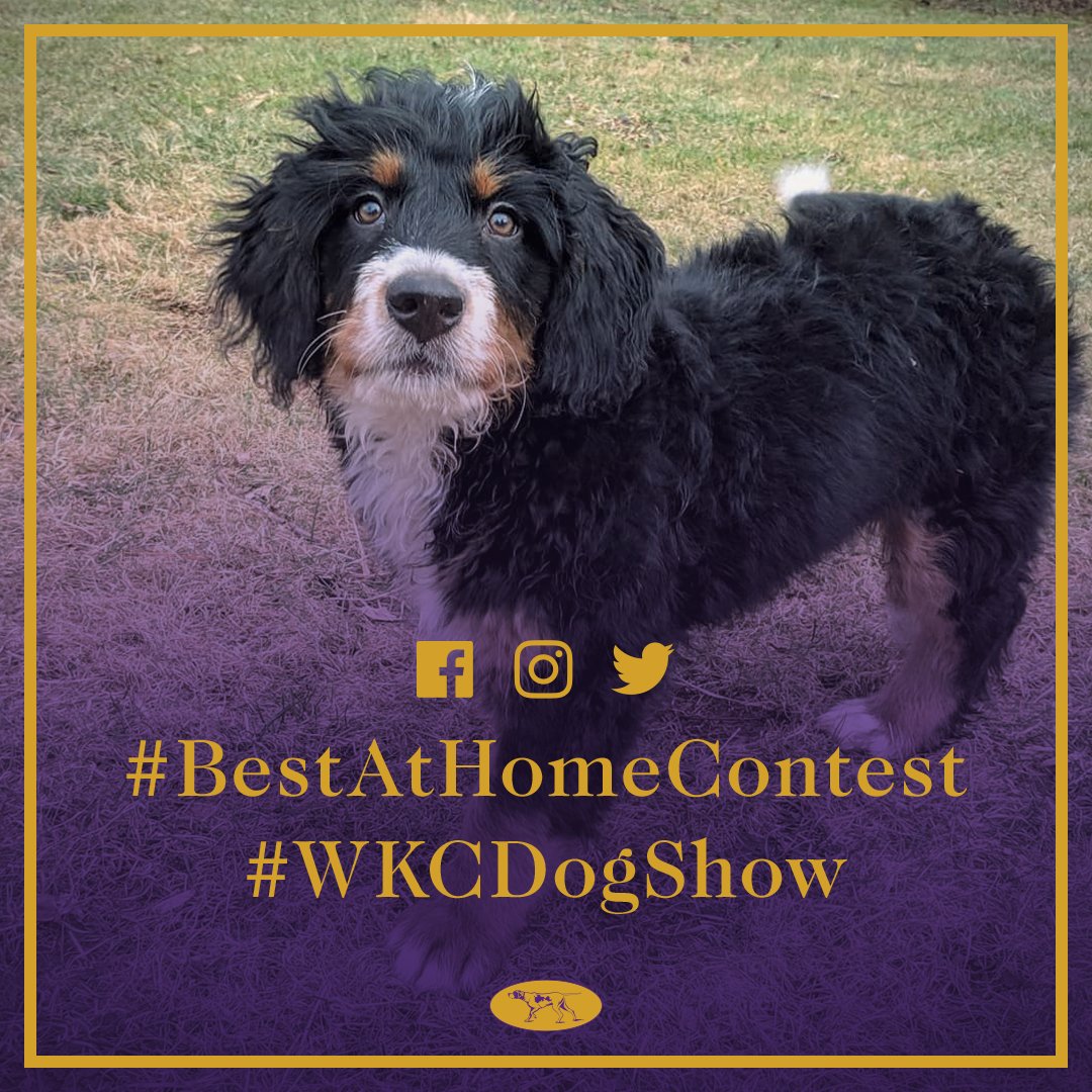 WKCDOGS's tweet photo. Is your dog is a Best At Home champion? Share a photo or video using #BestAtHomeContest &amp; #WKCDogShow. You could win a Westminster prize pack! https://t.co/aDS1PGsEkX