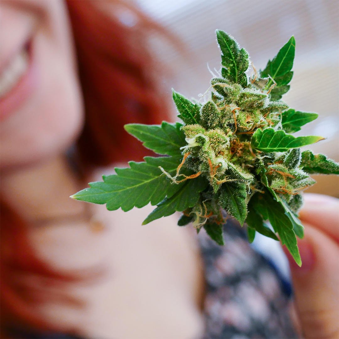 UppyApp's tweet photo. We know finding the perfect #strain can be a difficult task considering the vast range of strains out there.🌱
Learn all about #Indica &amp; #Sativa 👉https://t.co/Qoh09L8cIs https://t.co/nFHPeEYnrv
