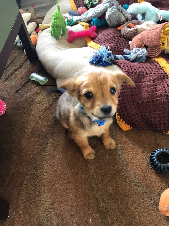 Henry was adopted a couple of weeks ago and has established quite the toy collection since! How many toys does your pup have?