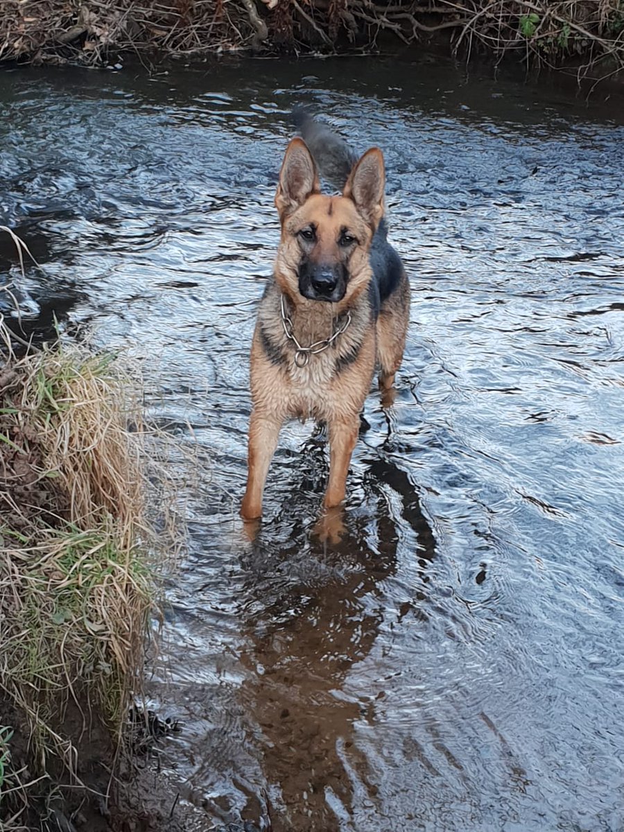 PSOSDogs's tweet photo. This morning #PDTora caught one of Edinburgh's most prolific housebreakers and car thieves. He broke into a business in Mayfield. He tried to hide but there's no playing hide and seek with PD Tora 😉
He was also wanted on petition apprehension warrant. #BedAndBreakfastOnUs🐶 🐾 https://t.co/BPHRR5c1RB