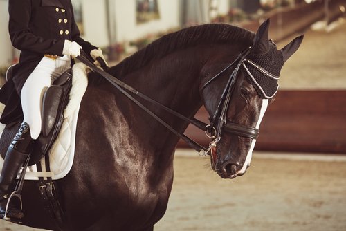 TheSaddleBank's tweet photo. Controversial question of the week... 🤔
Should you cut your horses mane with scissors, or pull it❓
Please express your views in a polite manner, and respect that others may have differing views.
#Equineproblems #equestrianproblems https://t.co/uzTjJocVJk